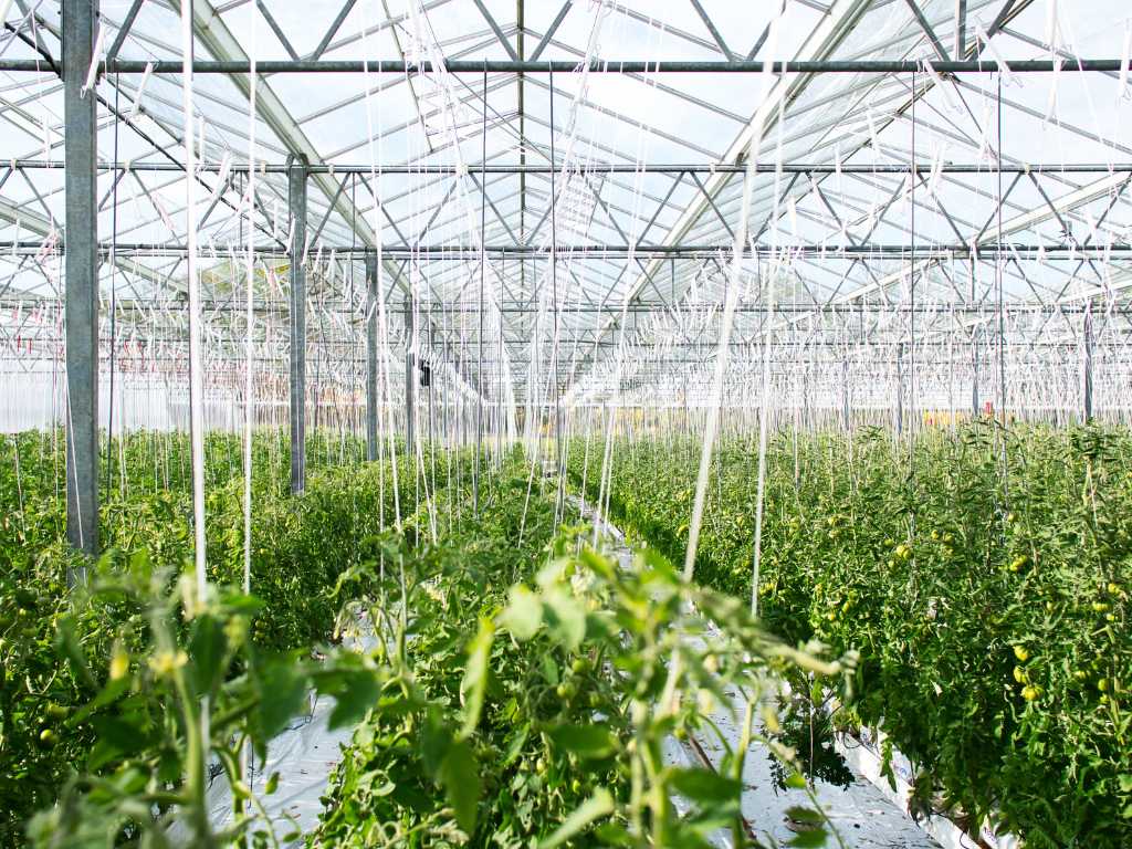 Greenhouse Growers Can Master Significant Energy Challenges